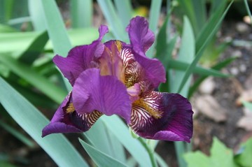 Iris from our front yard