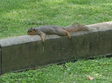 lounging squirrel
