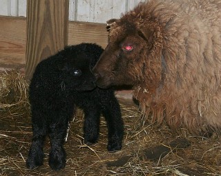 Blondie's 2007 lamb