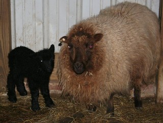 Blondie and her 2007 lamb standing