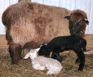 Mama Romney and her 2007 Twins