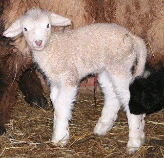 Mama Romney's White 2007 Twin - All Legs