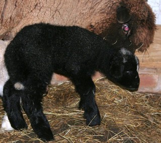Mama Romney's Black 2007 Twin - With Mama